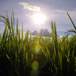 rice field looking up at sun and sky
